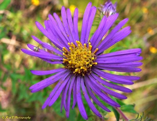 {Symphyotrichum novae-angliae}